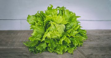Lettuce reassure you, the worst is almost over