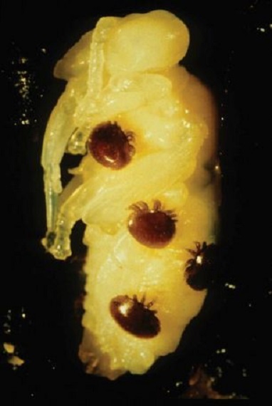 Varroa mite