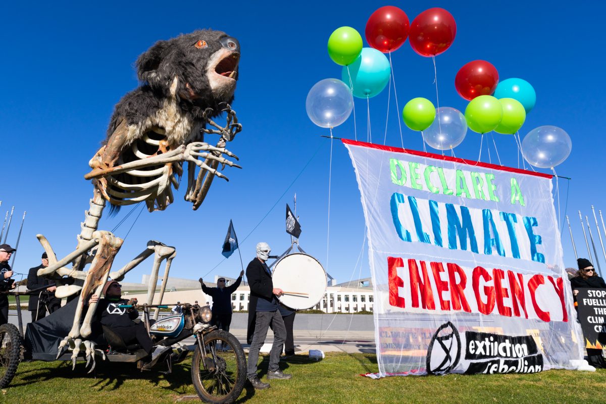 Koala sculpture for climate protest at Canberra's Parliament House