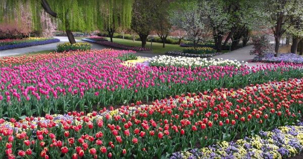 It's been a blooming long time but you can tiptoe through Tulip Top Gardens again