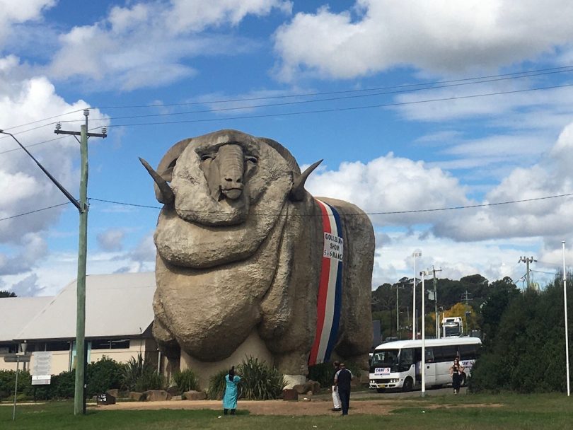 Big Merino