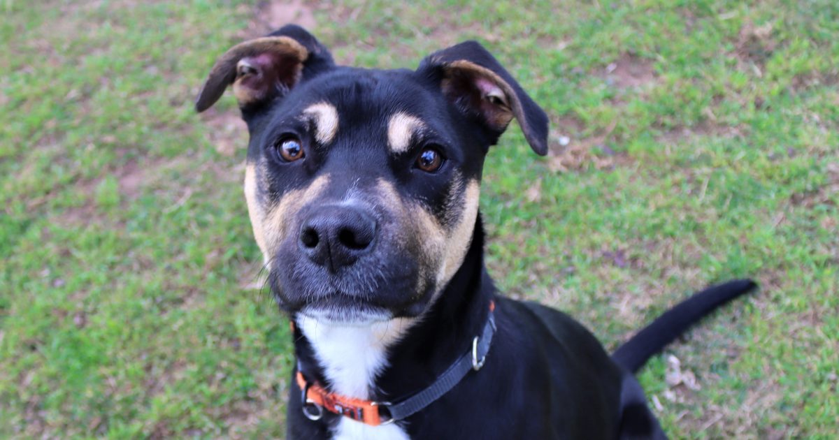 RSPCA's Pets of the Week - Clayton and Hercules | Riotact