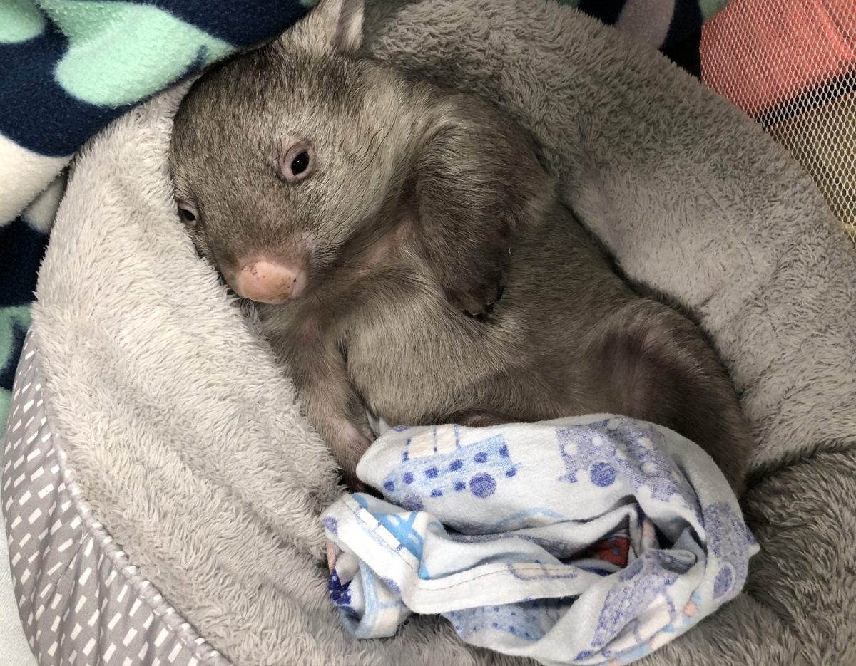 wombat