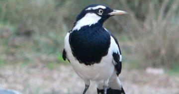 Magpie-larks are black and white marauders with plenty of attitude