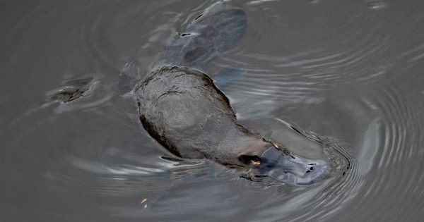 Raise your hand, grab some binoculars and become a Waterwatch volunteer to observe platypuses