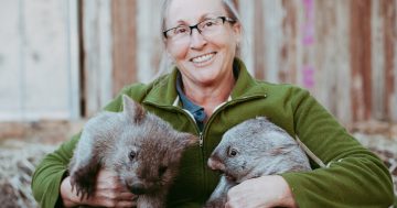 Rescued wombats released into the wild after two years of recovery