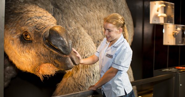 What happened to Australia's massive wombats? Botanic Gardens event explores megafauna fate