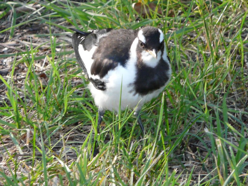 Young Magpie-lark 