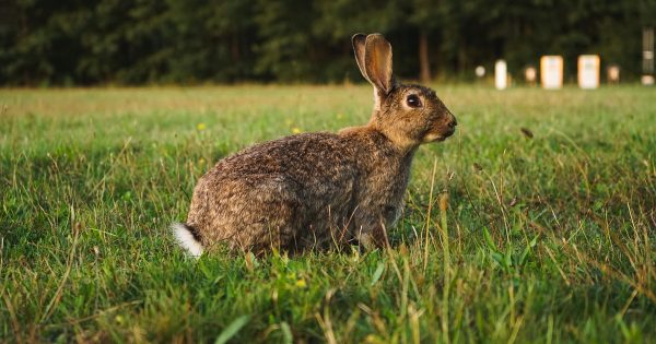Rabbits 'rehomed to the freezer' as part of population control