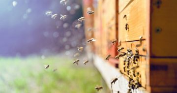 Honey bee movements restricted in the ACT as varroa mite spreads in NSW