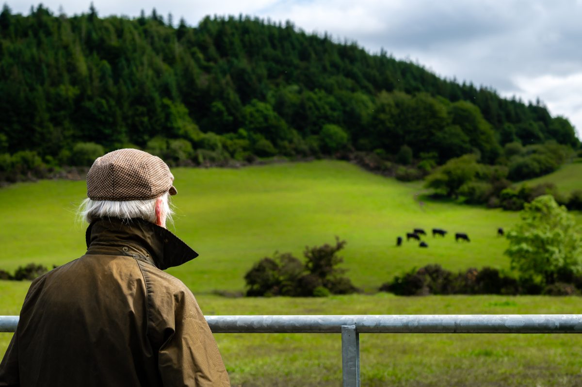 Man looking out at cattle grazing on a paddock