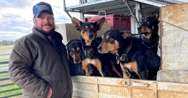 Local working dog teams set to compete in the first Cobber Challenge Relay
