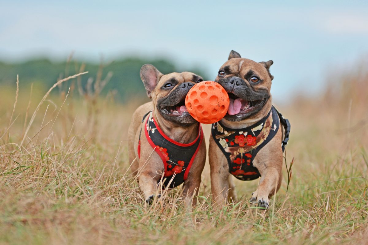 Two dogs with a ball