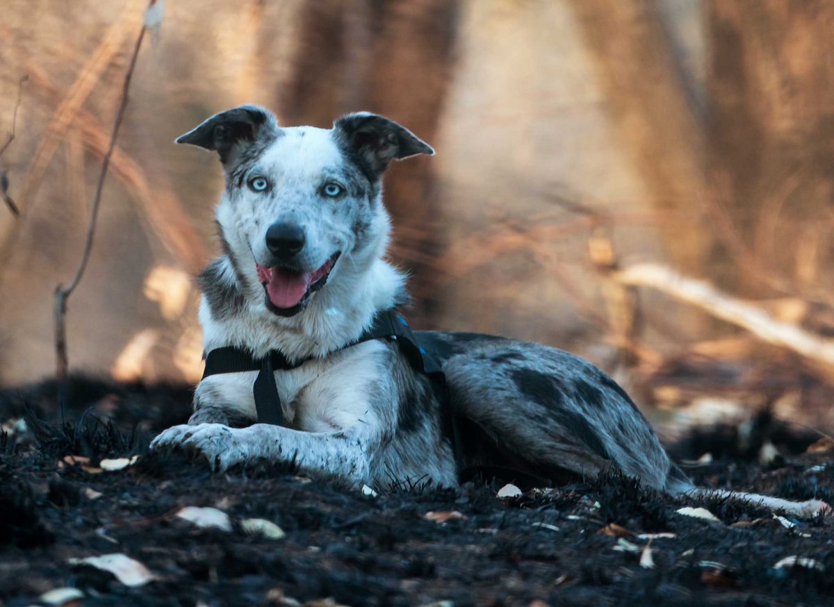 A dog sitting