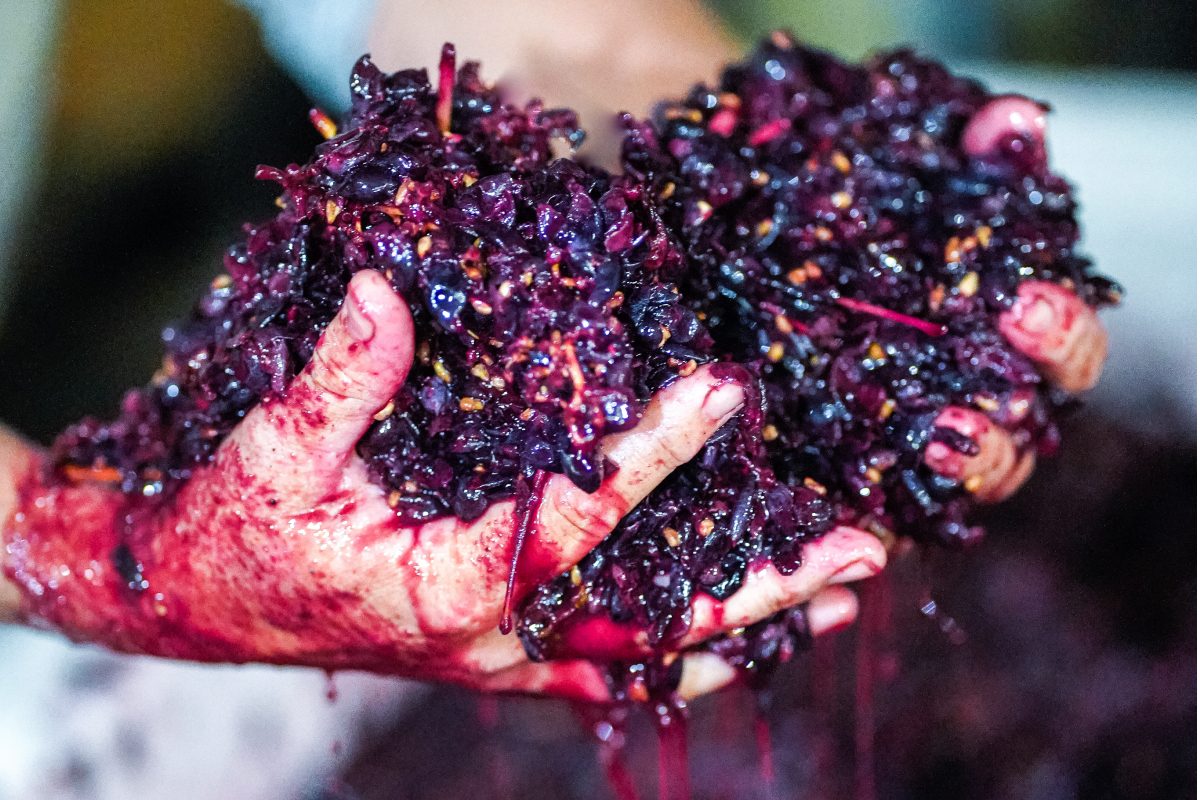 Hands holding grapes for wine