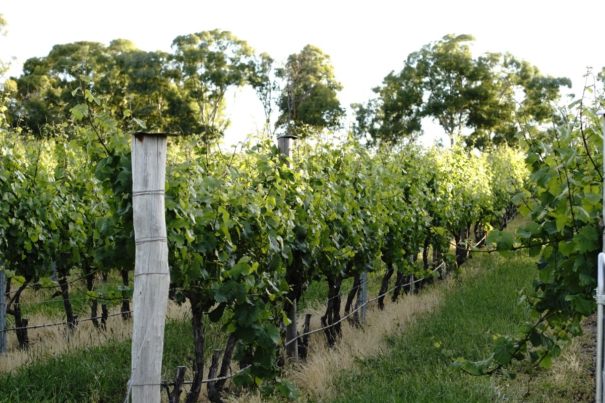 vineyard