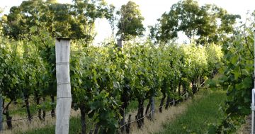 Vineyards weather a surprise summer with vintage style in the balance