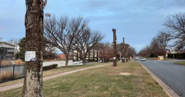 Heartache and hope as old Canberra's leafy streetscapes reach the age of renewal