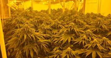 Police seize 300 cannabis plants in Googong, suspect tries to hide in roof