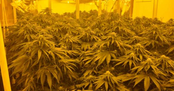 Police seize 300 cannabis plants in Googong, suspect tries to hide in roof