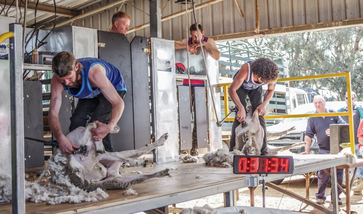 Farmers shearing