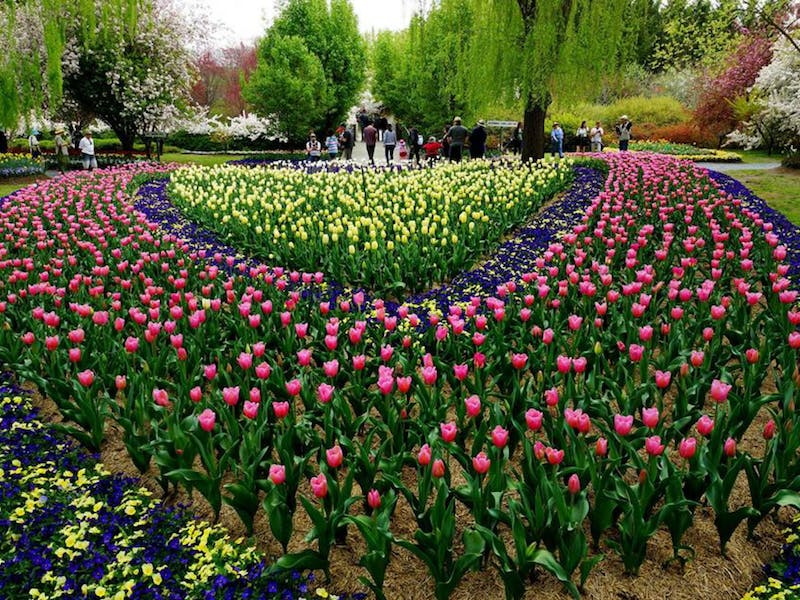 Tulip Top Gardens | Riotact