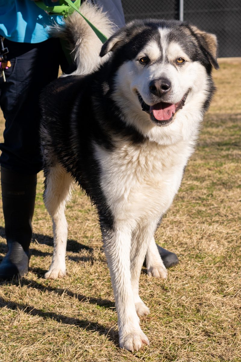 Champ the Malamute 