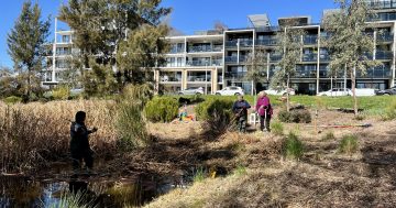 Meet the 80-year-old architect with a plan to pretty up Kingston Foreshore