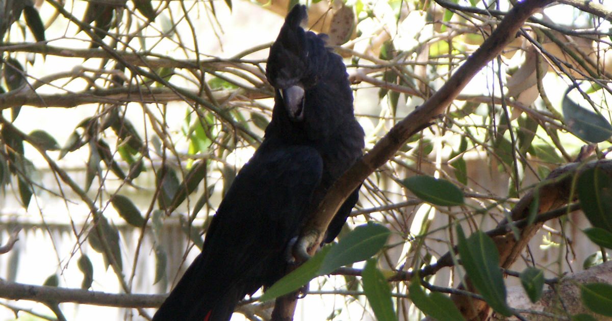 First Koalas Now Glossy Black Cockatoos Skinks In Danger Riotact