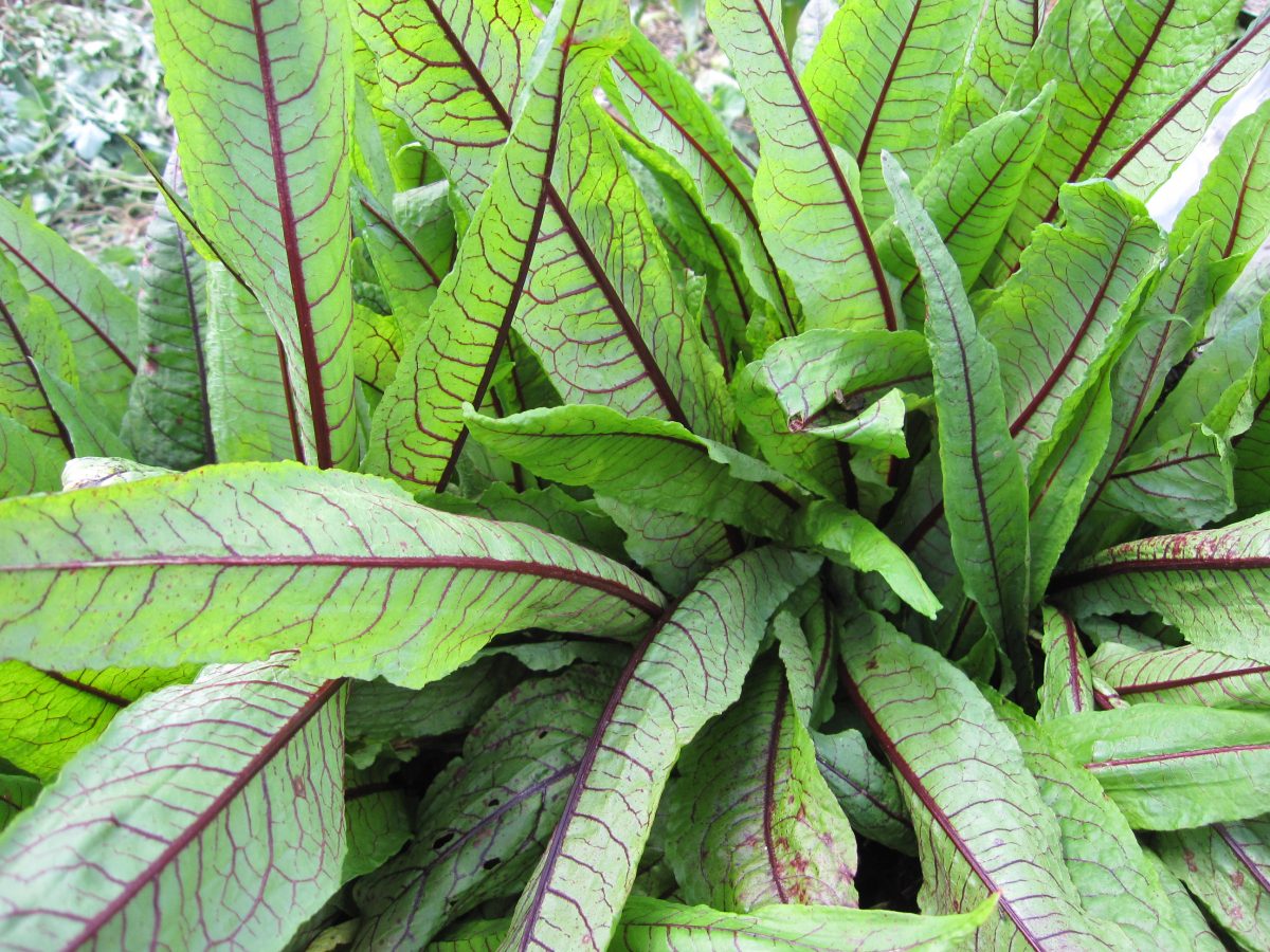 green leaves