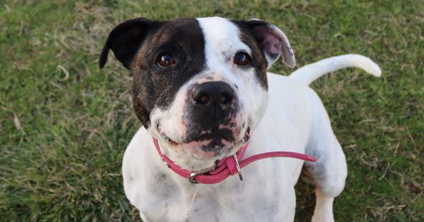 RSPCA's Pets of the Week - Daisy and Maia