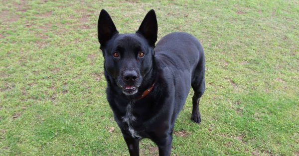 RSPCA'S Pets of the Week - Bluey and Jarvis