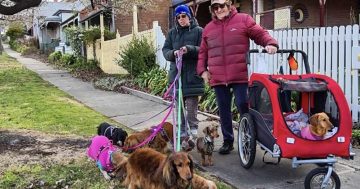 Dachshunds by the (almost) dozen keep Louise on a short leash