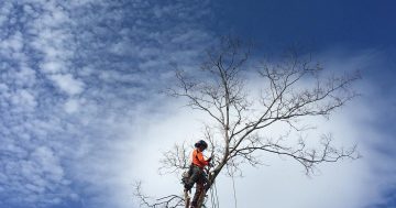 Maja Blasch scales Canberra's tallest trees for work, play and international competitions (touch wood)