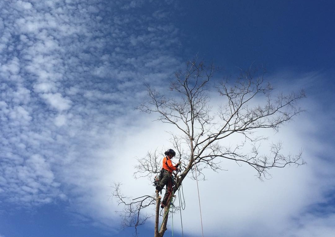 arborist in a tree