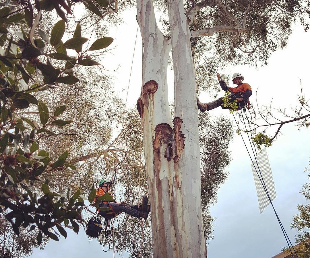 Maja Blasch scales a tree