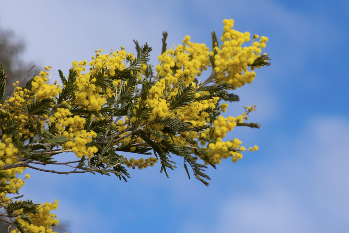 Spring wattle in bloom