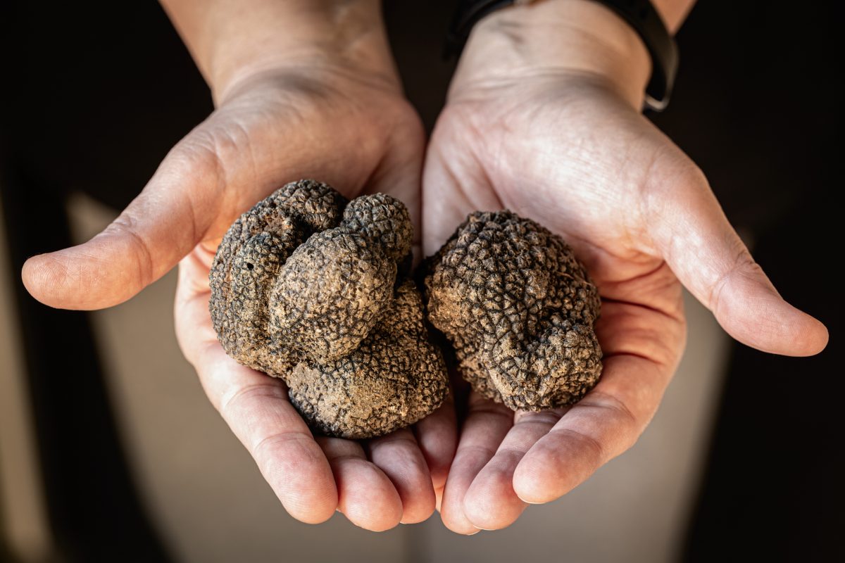 Hands holding out truffles