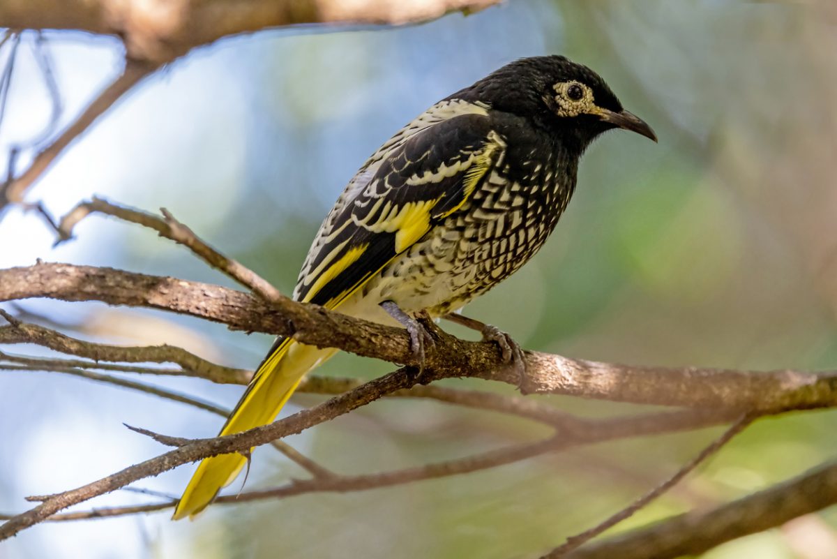 regent honeyeater