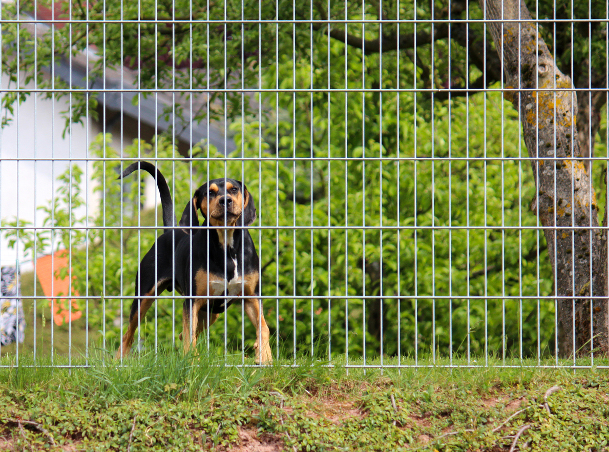 Stop barking store dogs next door