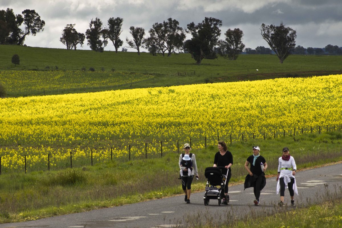 women with infants walking next to canola field