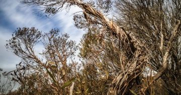 Mysterious Mongarlowe mallee locations remain top secret as scientists attempt hand pollination