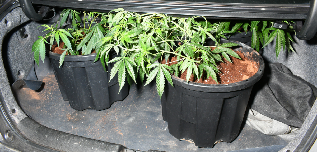 Cannabis plants