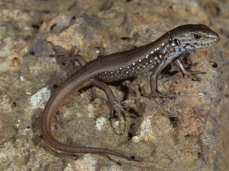 Brown lizard 