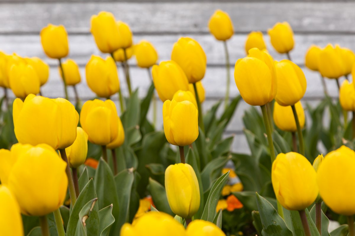 Tulip display