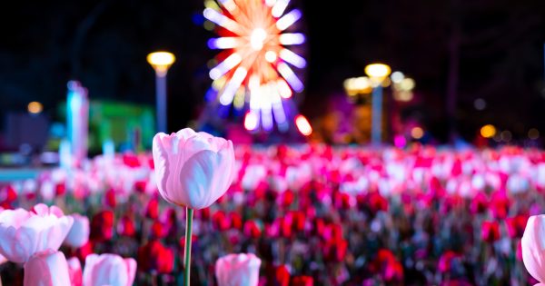 Tickets go on sale for Floriade's NightFest