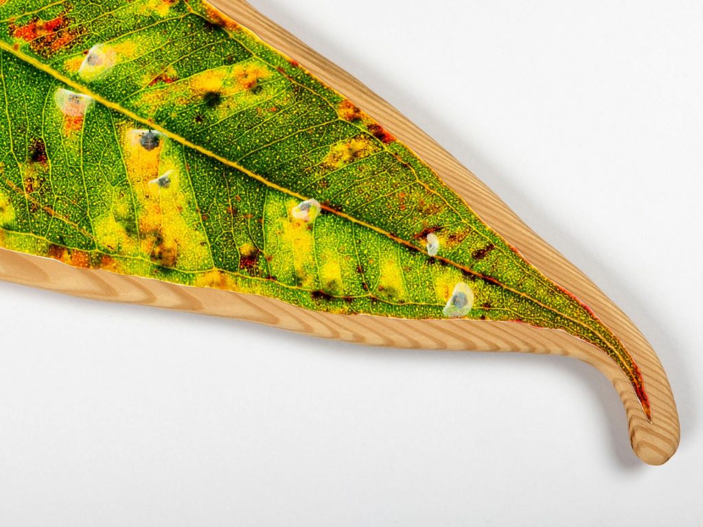 Leaf Panorama [detail] by Josie Cosgrove.