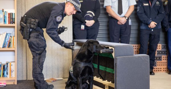 Meet Pedro, the police dog sniffing out Canberra's cybercrime