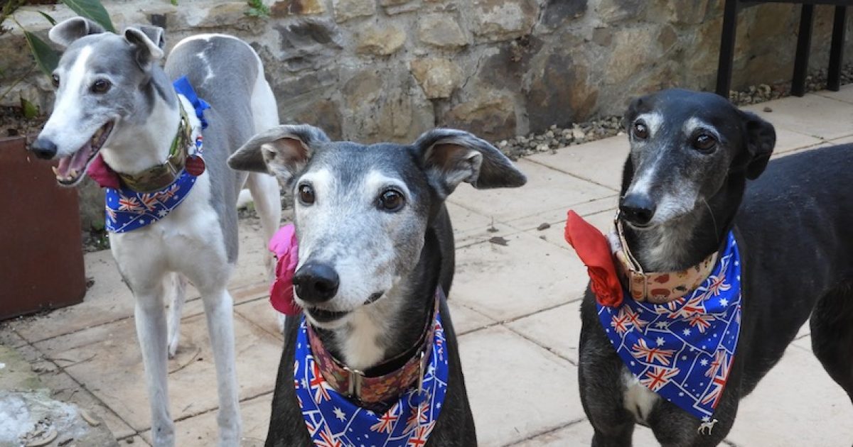 December'05 - Greyhounds Queensland