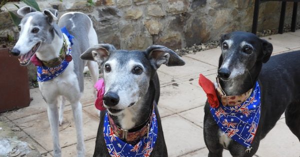 Sighthounds take the lead at the Great Global Greyhound Walk